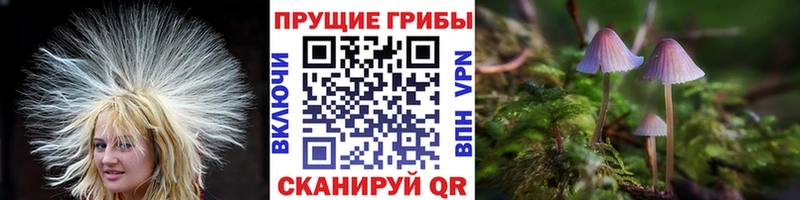 цена   Томари  Галлюциногенные грибы мухоморы 